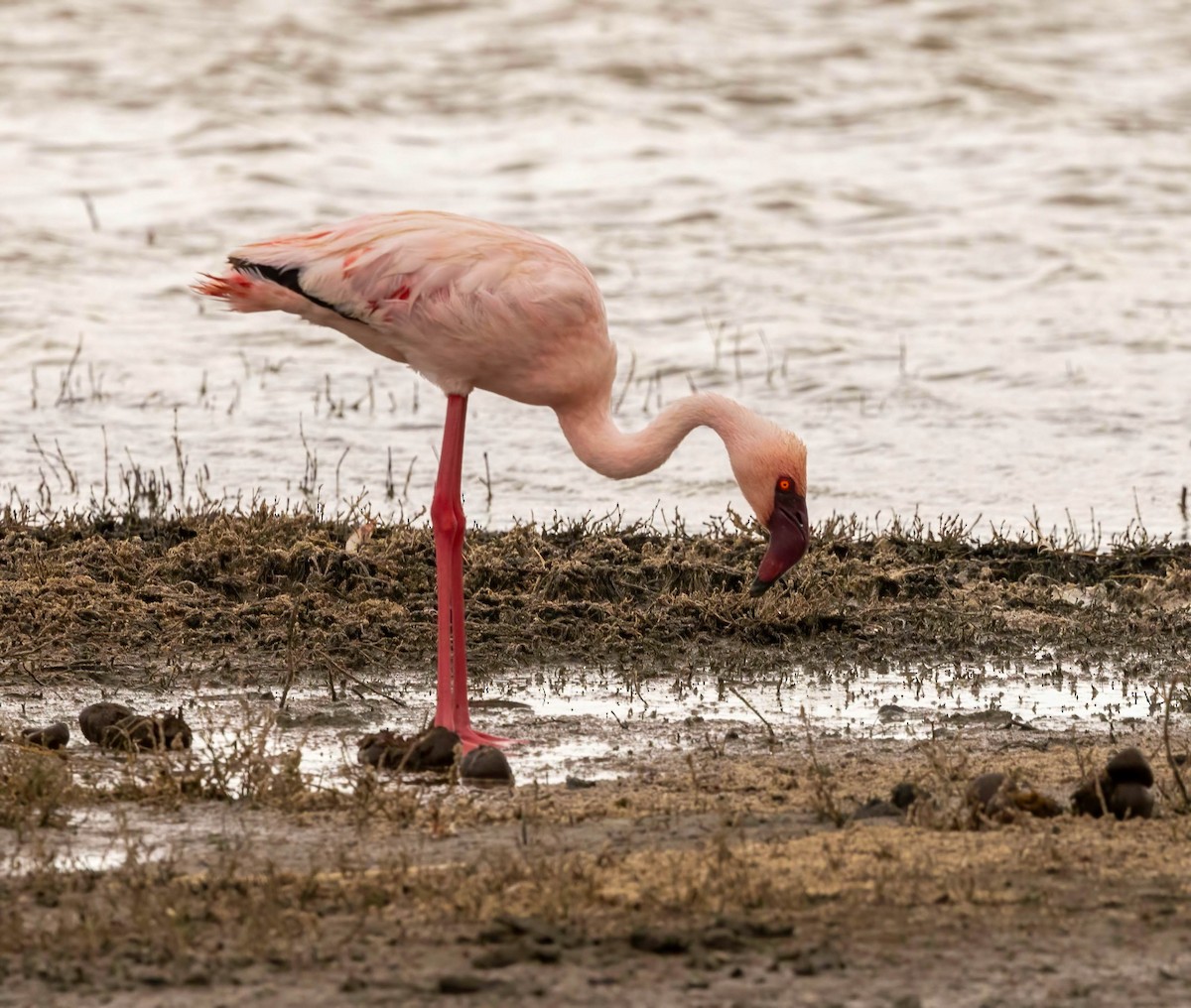 Lesser Flamingo - ML627874915