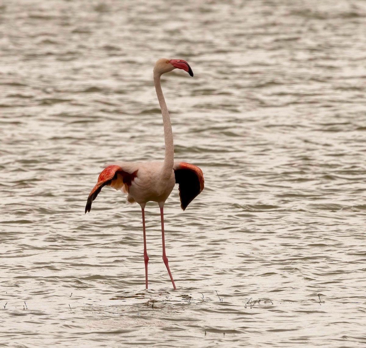 Lesser Flamingo - ML627874916