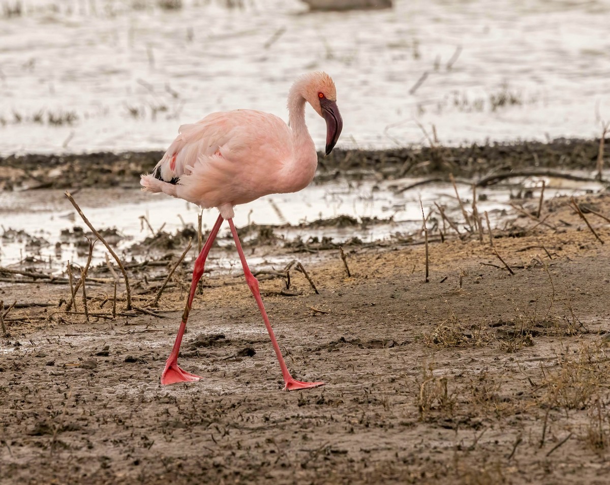 Lesser Flamingo - ML627874917