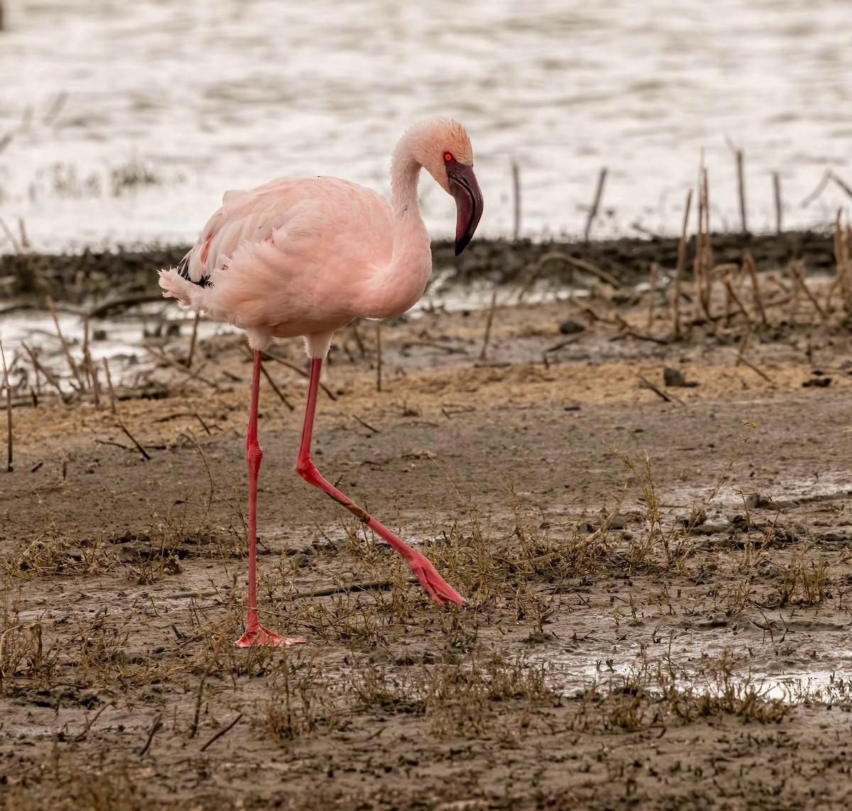 Lesser Flamingo - ML627874918