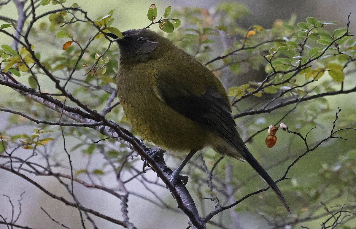 New Zealand Bellbird - ML627875005