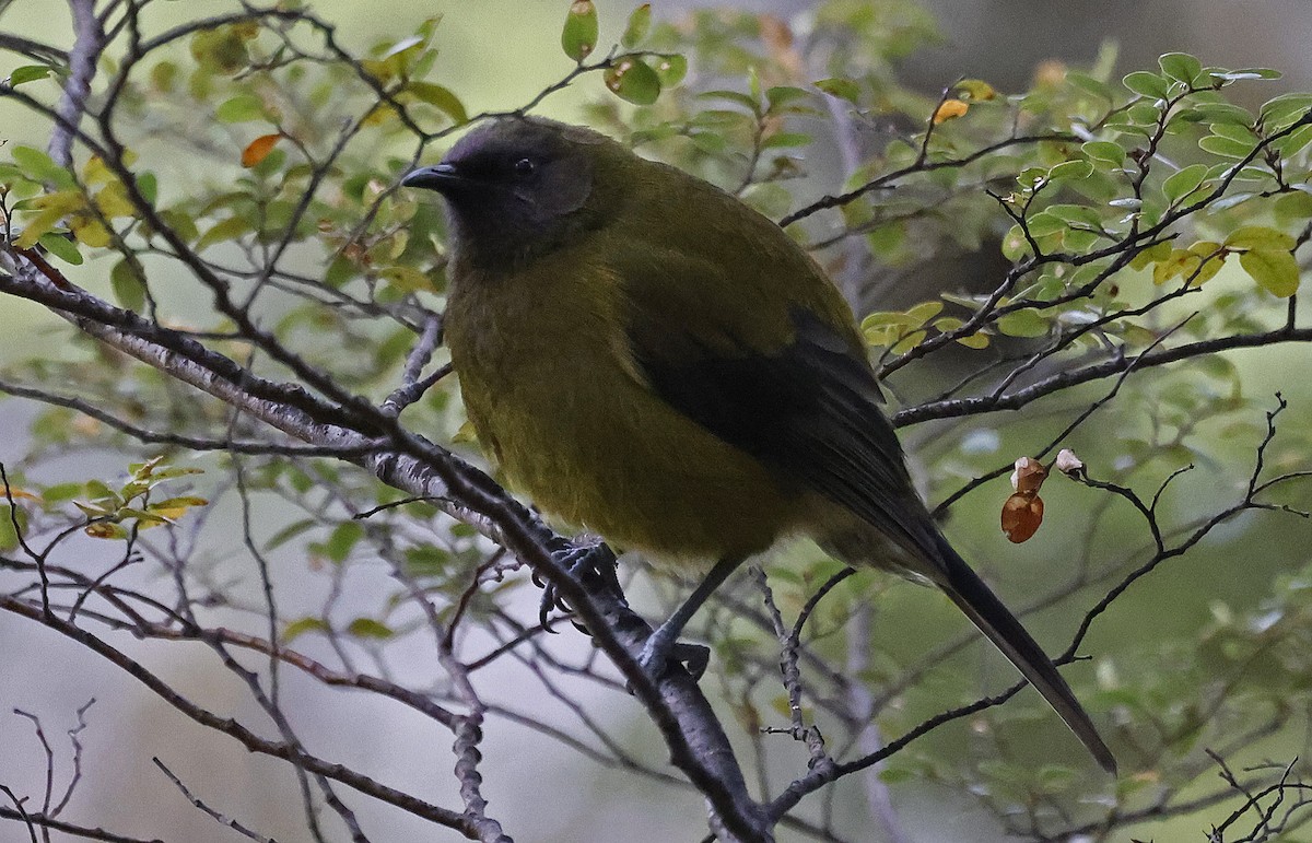 New Zealand Bellbird - ML627875010
