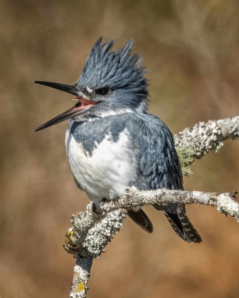 Belted Kingfisher - ML627875015