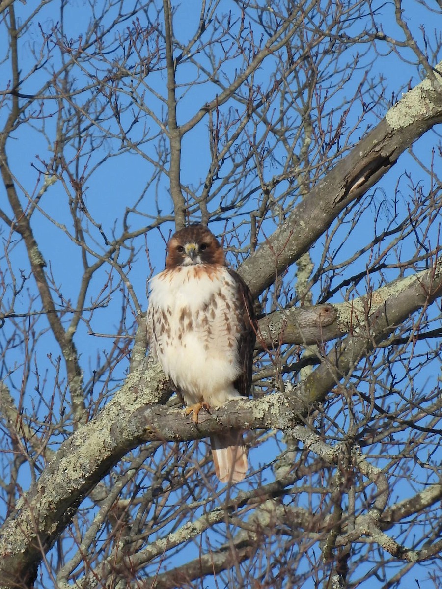 Red-tailed Hawk - ML627875022