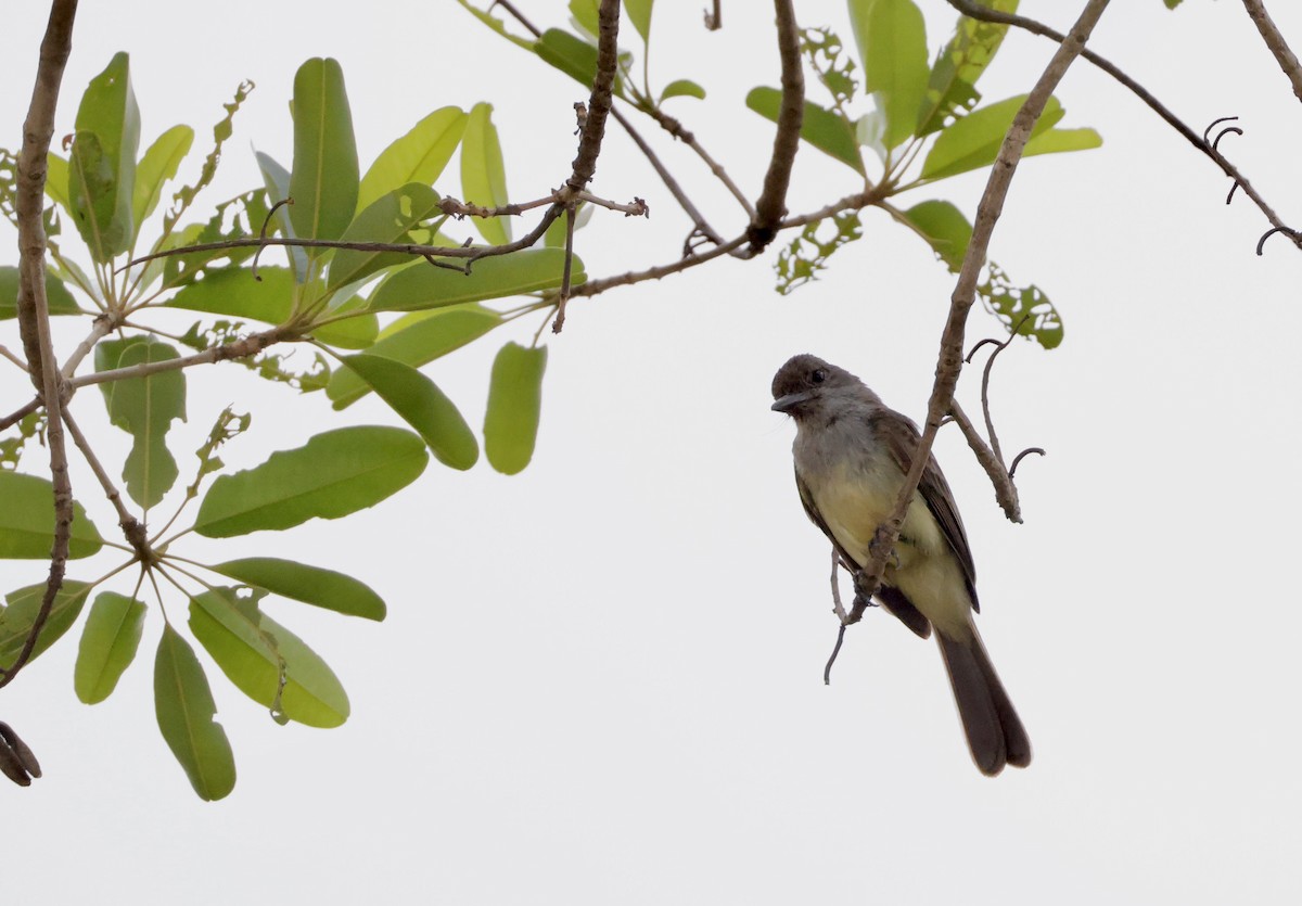 Brown-crested Flycatcher - ML627875023