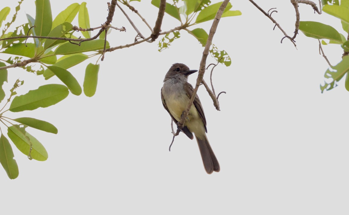 Brown-crested Flycatcher - ML627875024