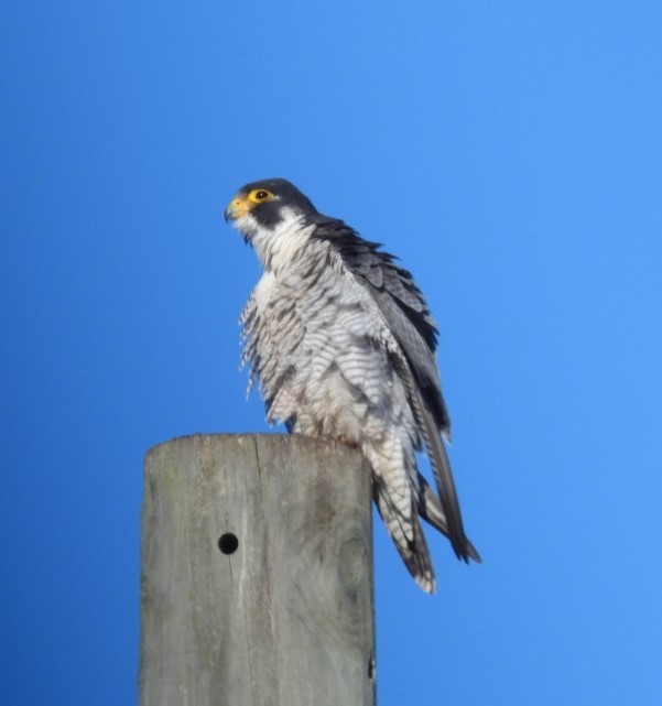 Peregrine Falcon - ML627875034