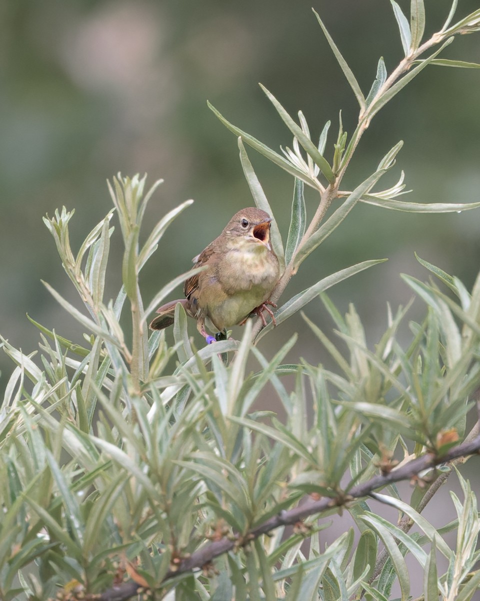 Chinese Bush Warbler - ML627875069