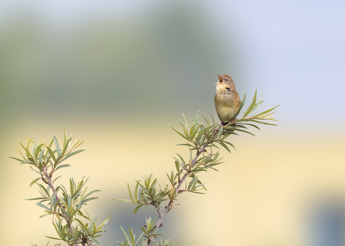 Chinese Bush Warbler - ML627875070