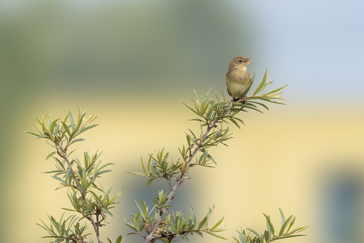 Chinese Bush Warbler - ML627875071