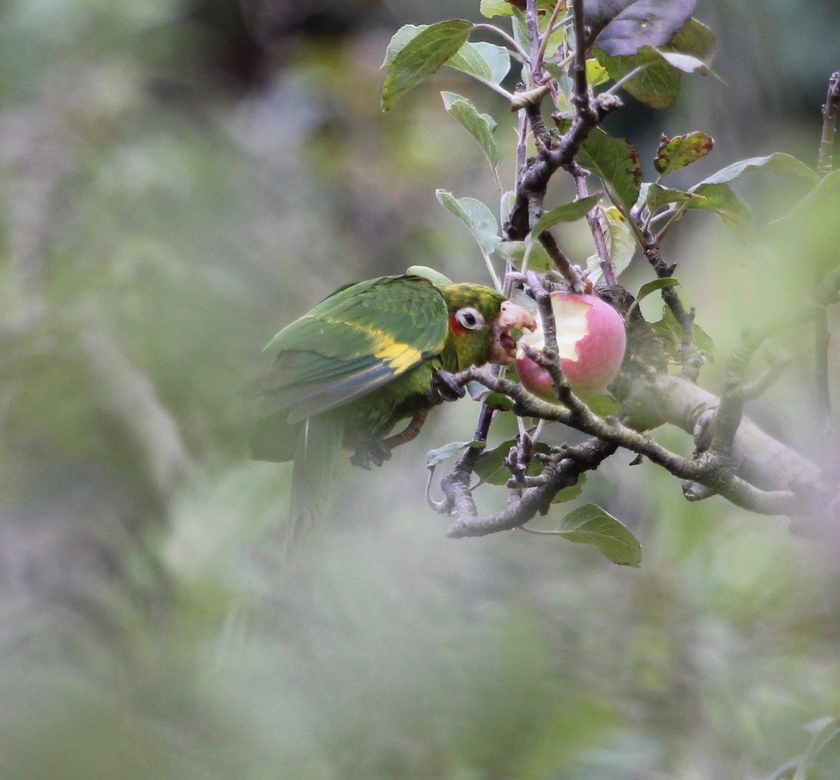 Sulphur-winged Parakeet - ML627875080