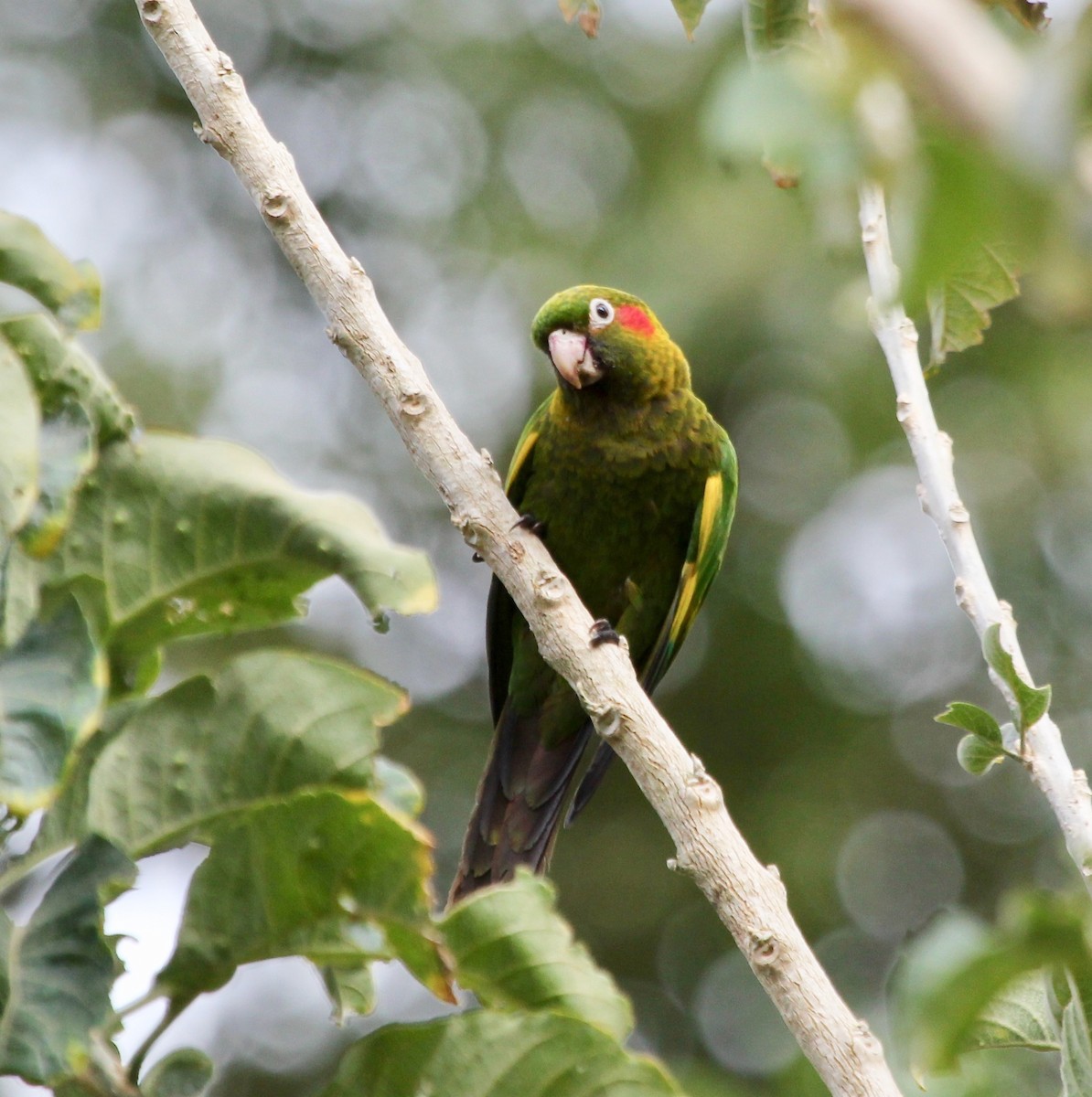 Sulphur-winged Parakeet - ML627875081