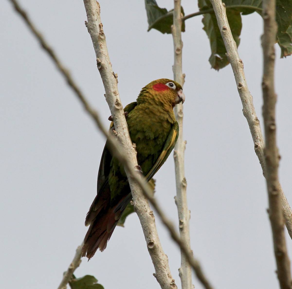 Sulphur-winged Parakeet - ML627875082