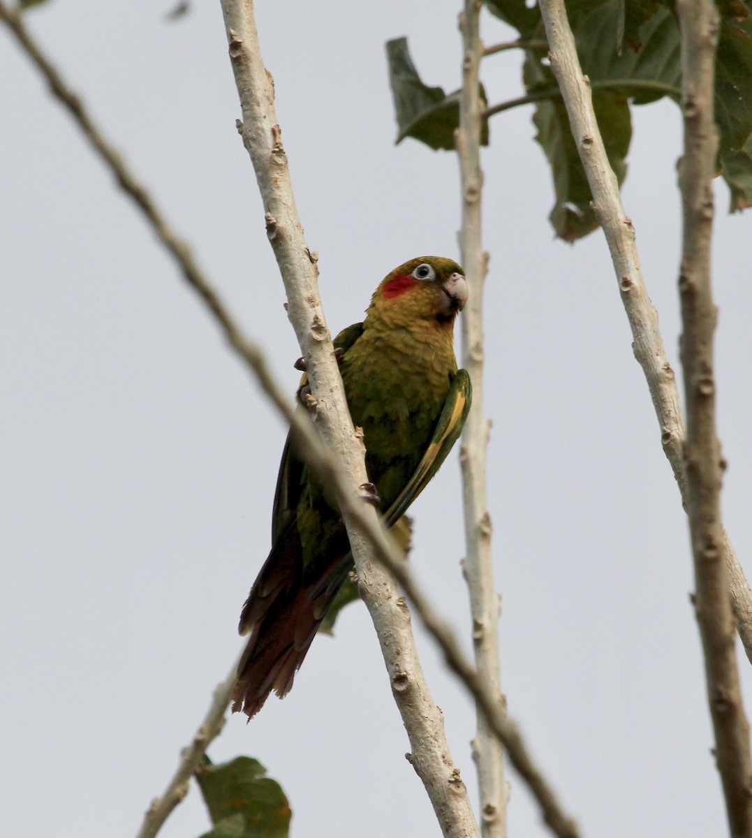 Sulphur-winged Parakeet - ML627875083