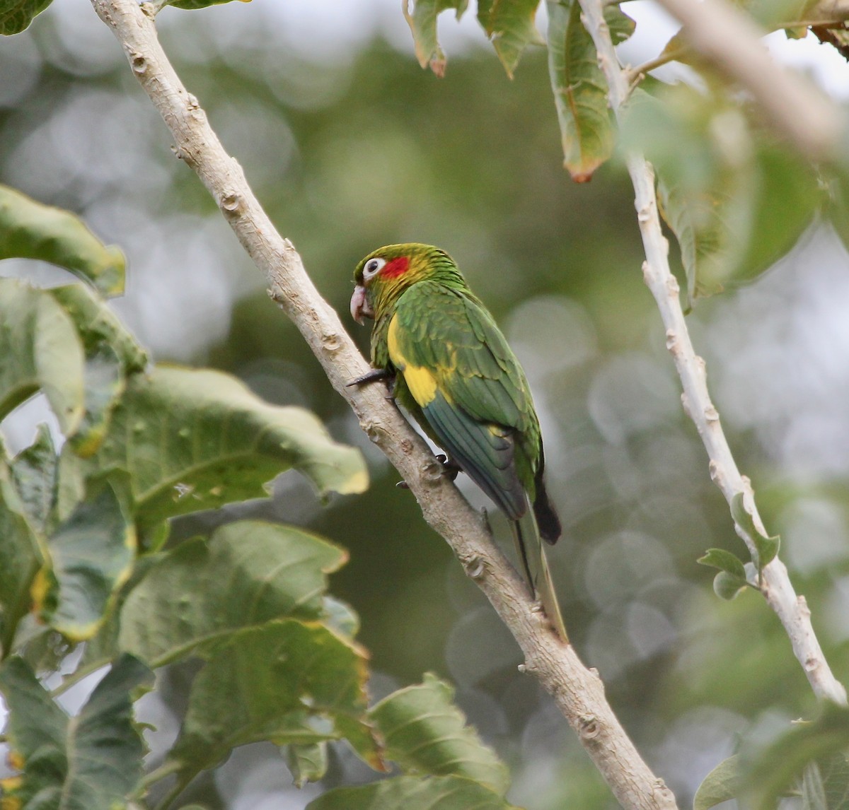 Sulphur-winged Parakeet - ML627875084