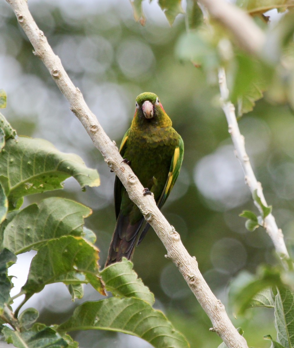 Sulphur-winged Parakeet - ML627875085