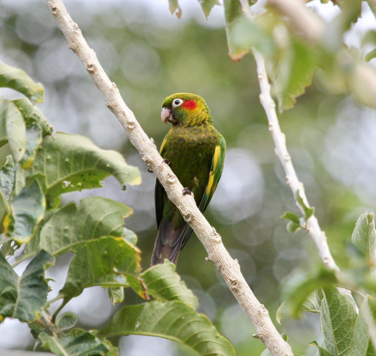 Sulphur-winged Parakeet - ML627875086