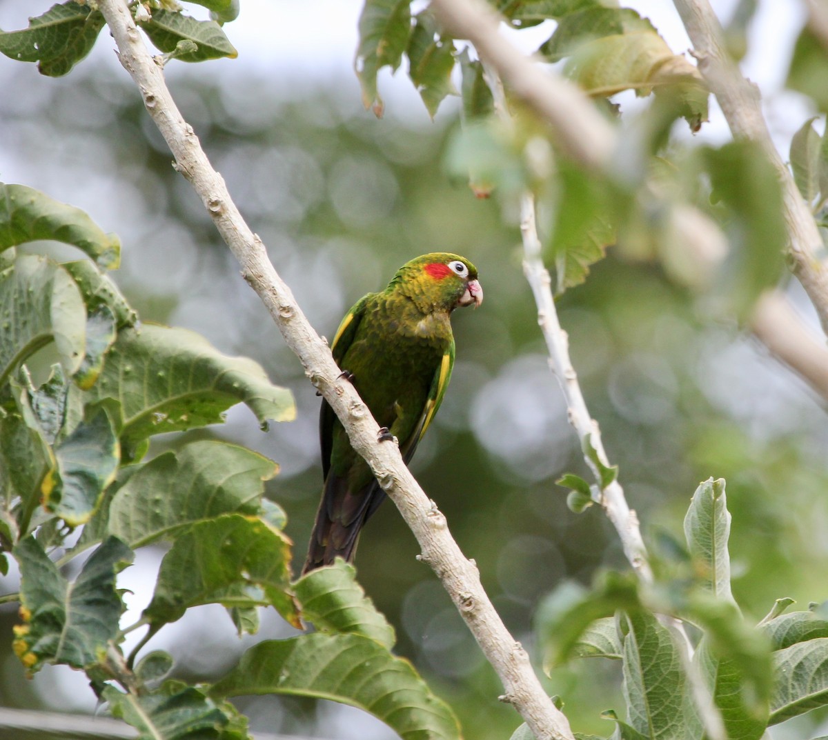 Sulphur-winged Parakeet - ML627875087