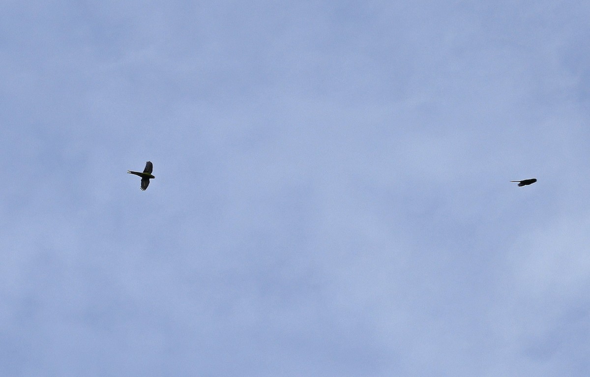 Yellow-crowned Parakeet - ML627875100