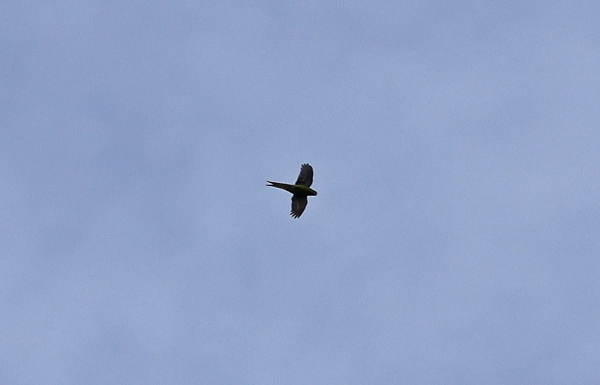 Yellow-crowned Parakeet - ML627875102
