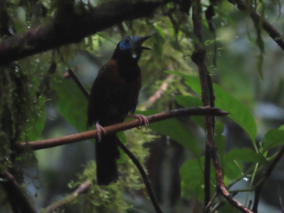 Ocellated Antbird - ML627875103