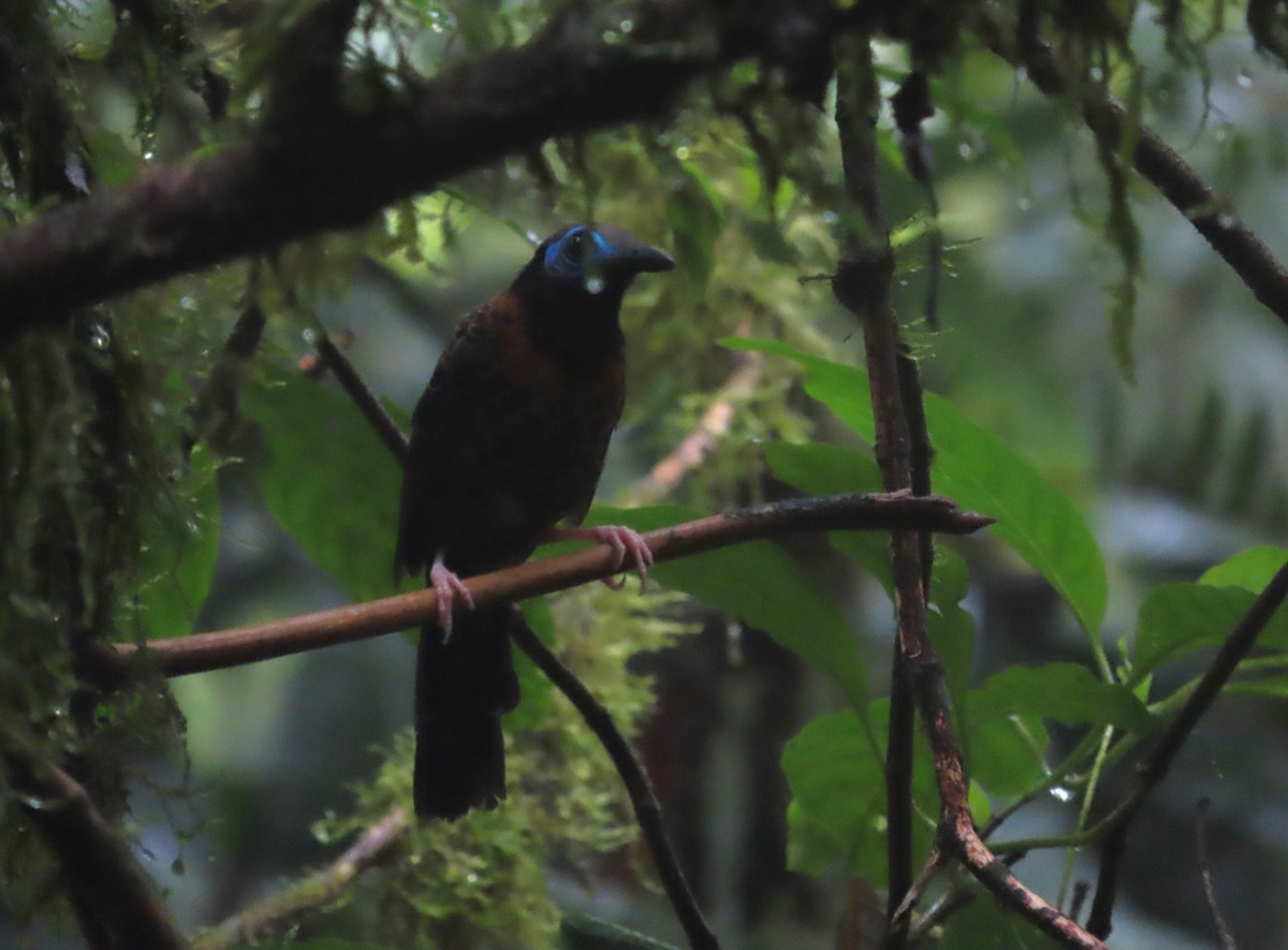 Ocellated Antbird - ML627875104