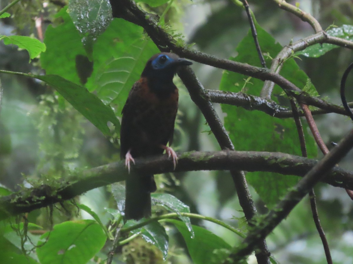 Ocellated Antbird - ML627875105