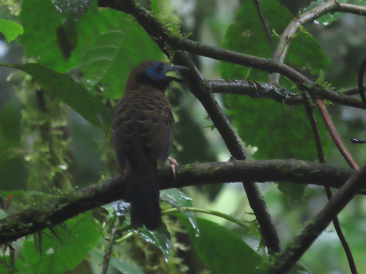 Ocellated Antbird - ML627875106