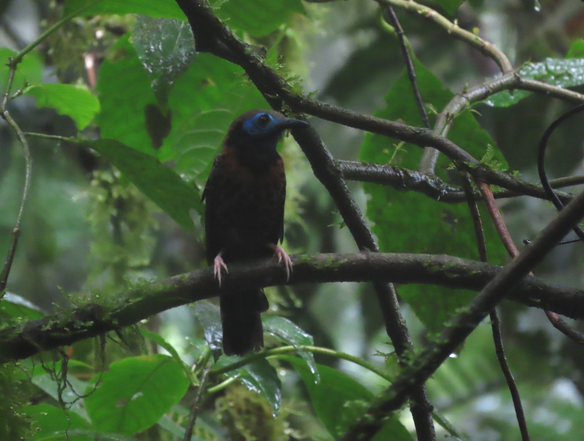 Ocellated Antbird - ML627875108