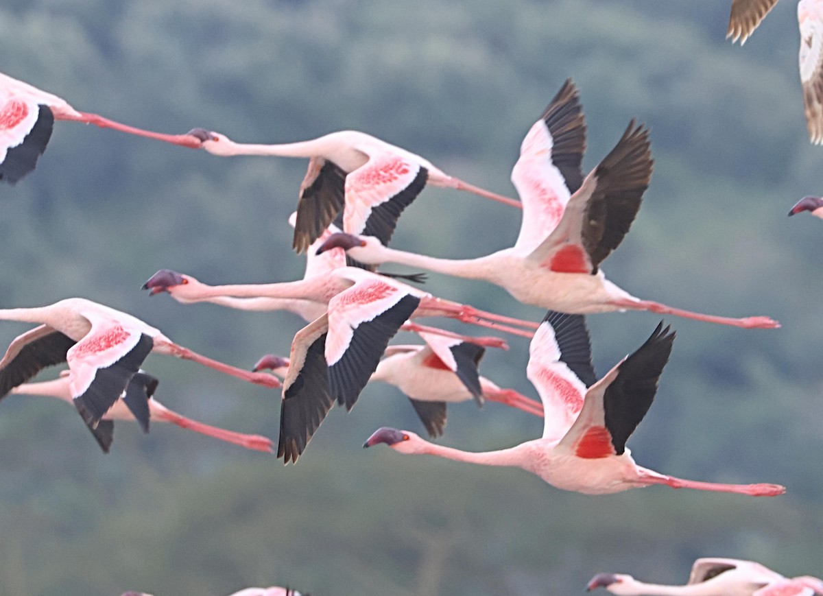 Lesser Flamingo - ML627875239