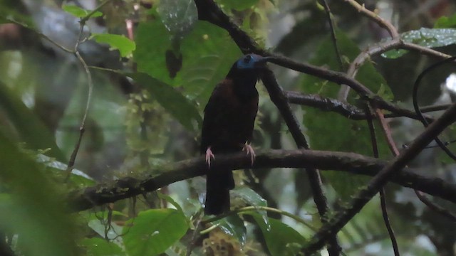 Ocellated Antbird - ML627875288