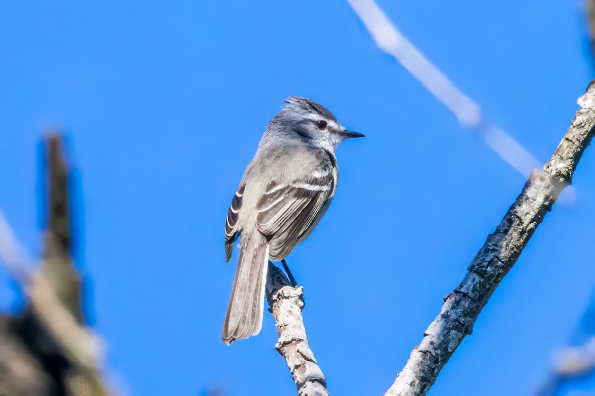 White-crested Tyrannulet (Sulphur-bellied) - graichen & recer