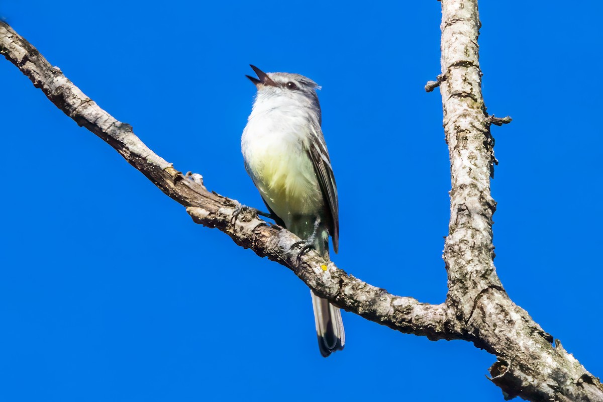 White-crested Tyrannulet (Sulphur-bellied) - ML627875458