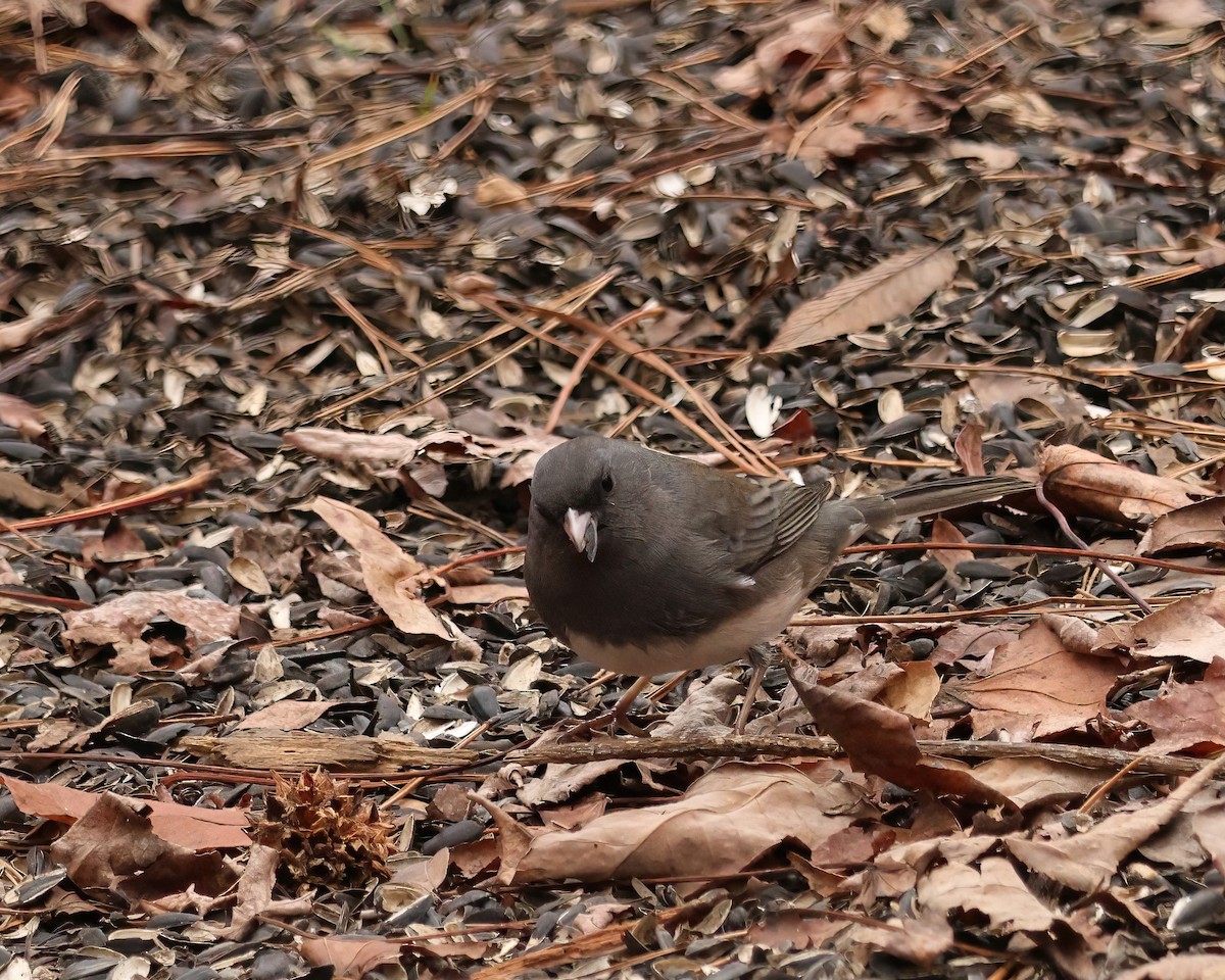 Dark-eyed Junco - ML627875469