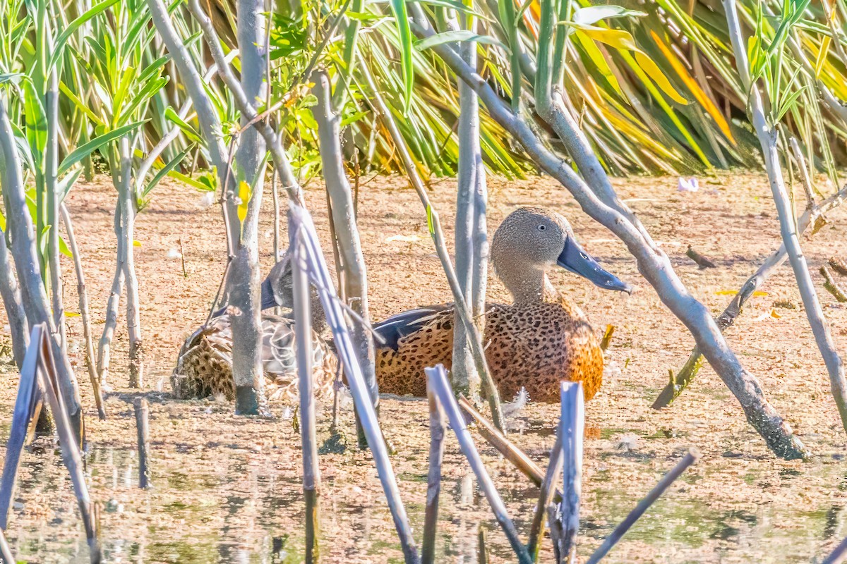 Red Shoveler - graichen & recer