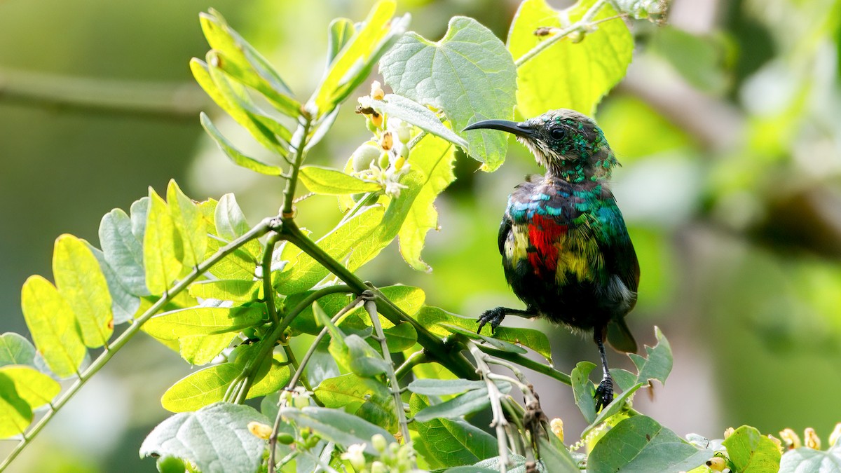Beautiful Sunbird - ML627875555