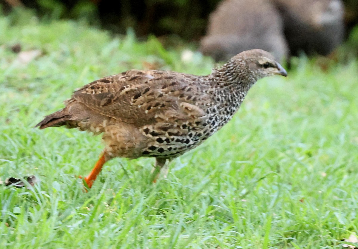 Hildebrandt's Spurfowl - ML627875600