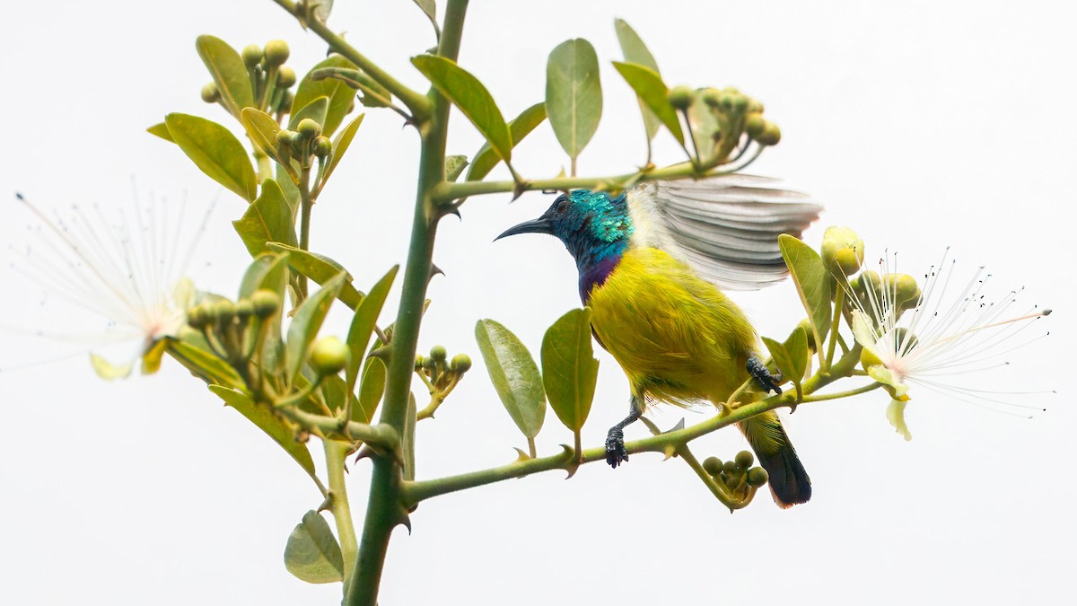 Collared Sunbird - ML627875611