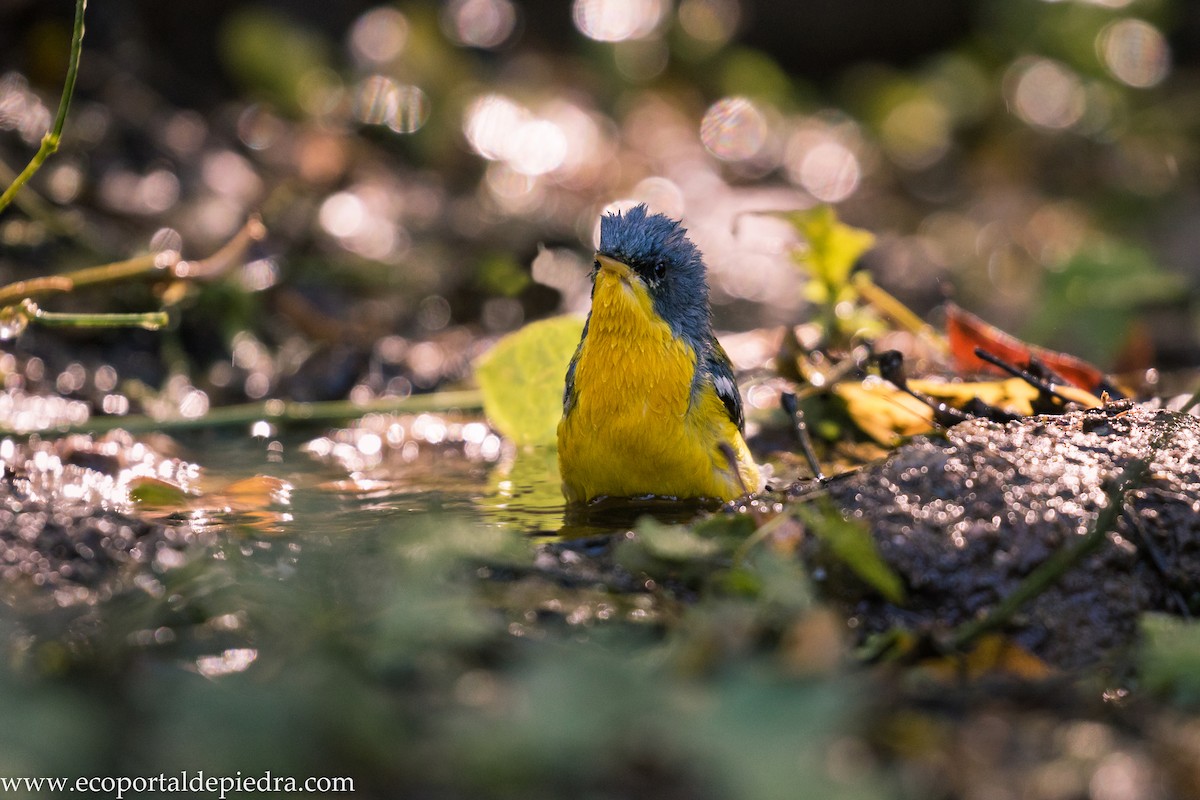 Tropical Parula - ML627875741