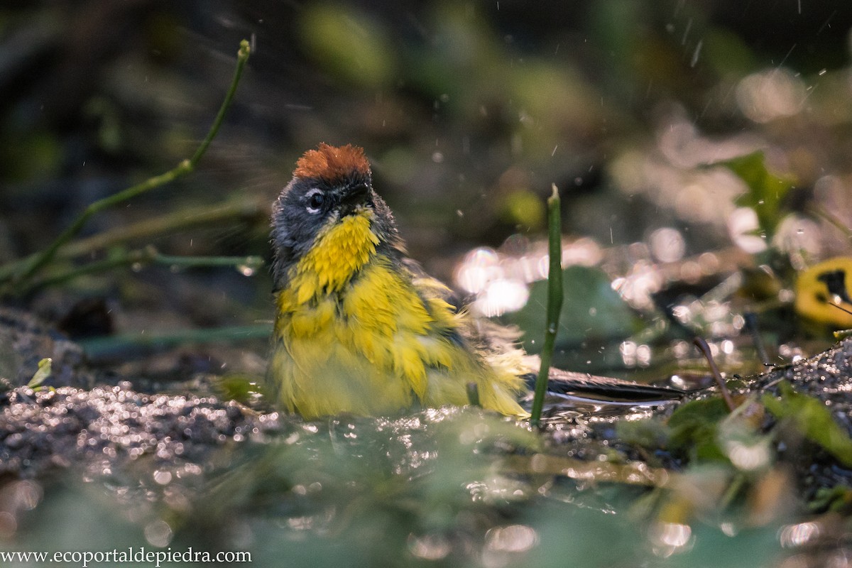 Brown-capped Redstart - ML627875802