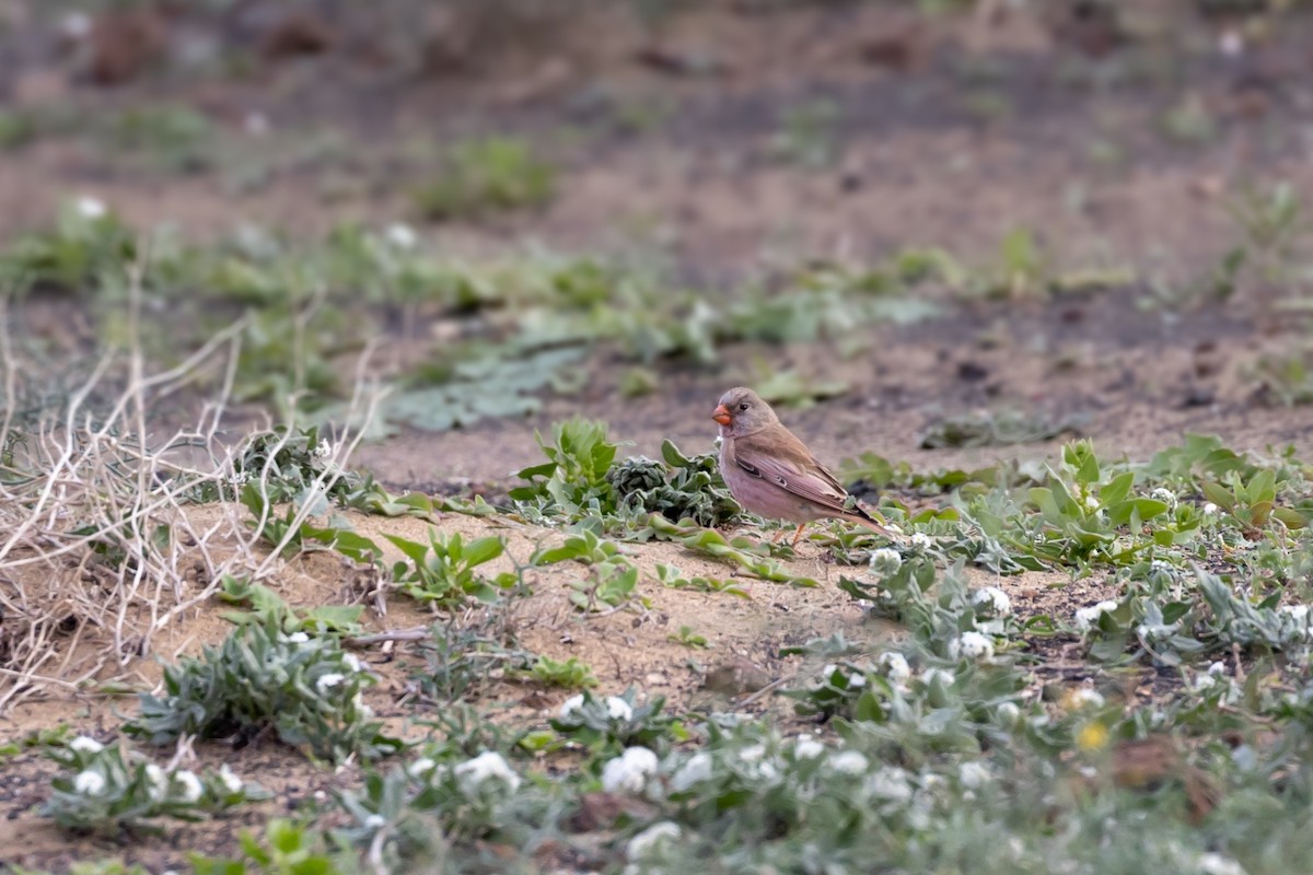 Trumpeter Finch - ML627875834