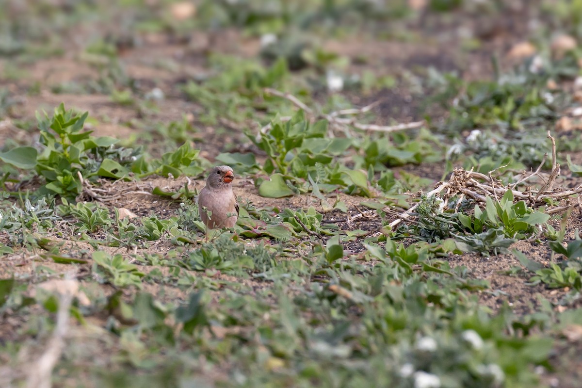 Trumpeter Finch - ML627875835