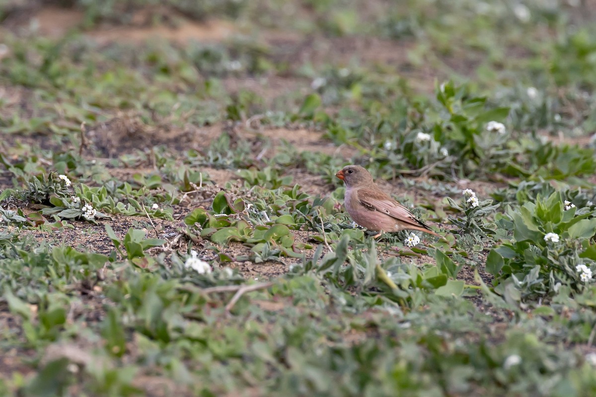 Trumpeter Finch - ML627875836