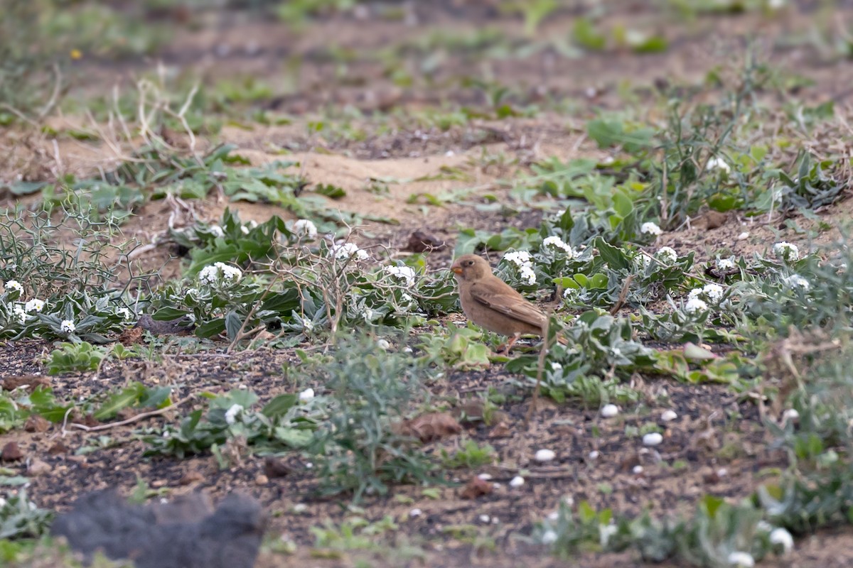 Trumpeter Finch - ML627875837