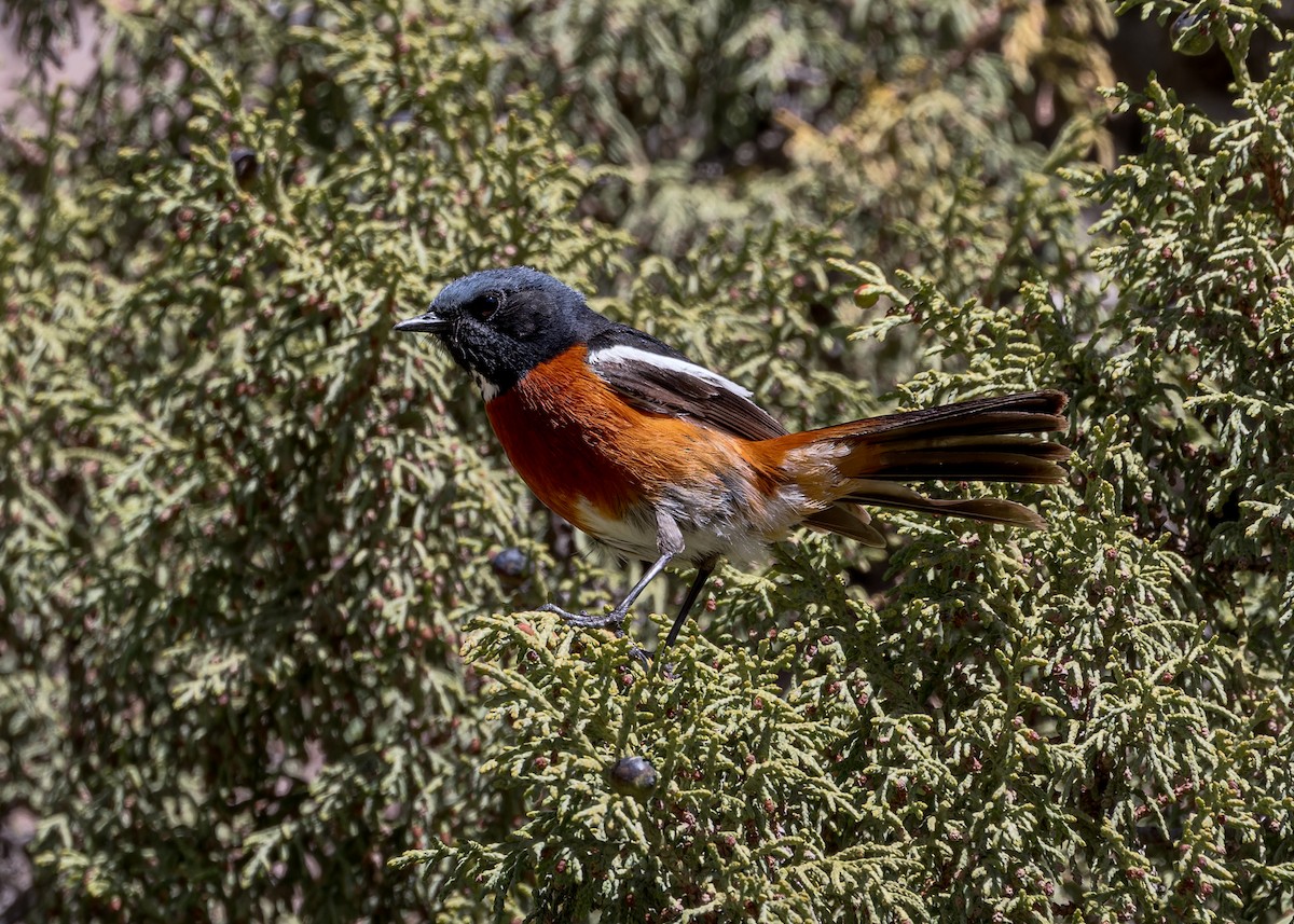 White-throated Redstart - ML627875842