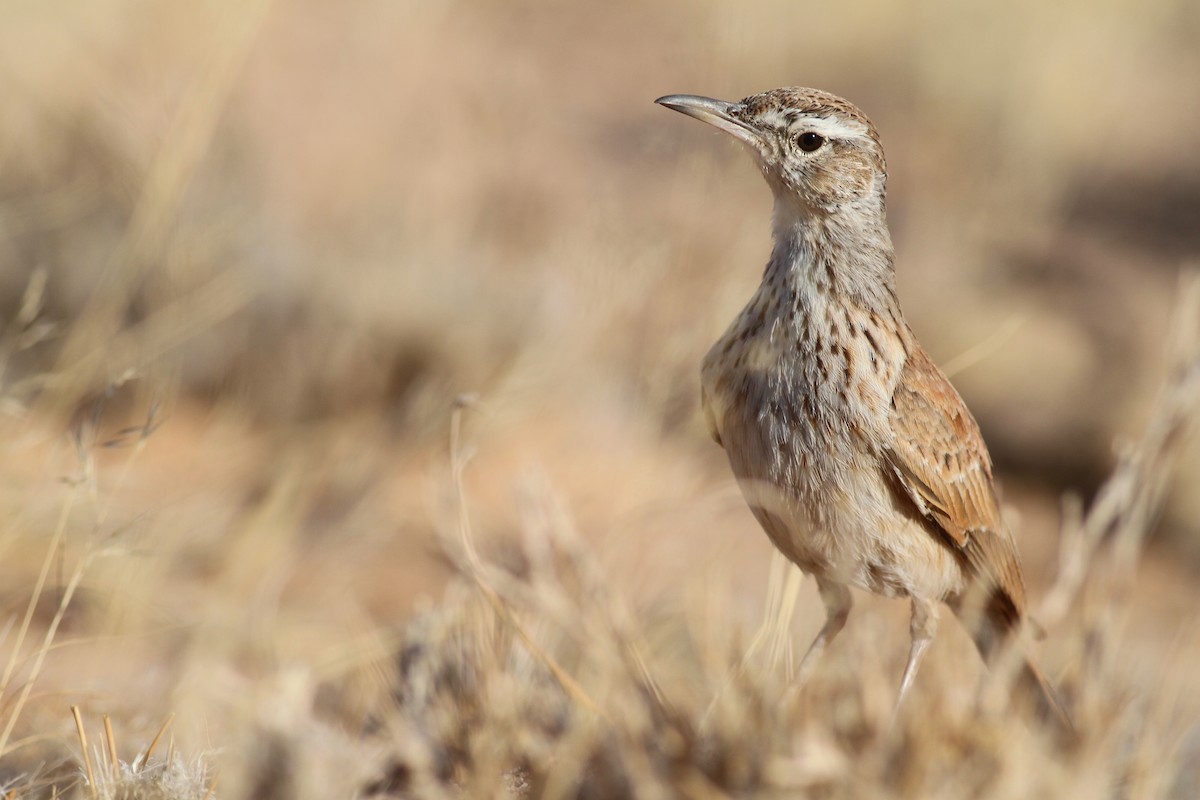 Karoo Long-billed Lark (Benguela) - ML627875857