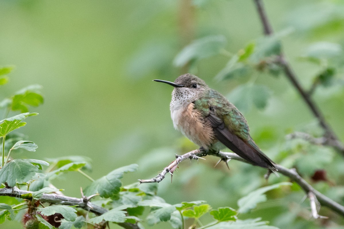 Broad-tailed Hummingbird - ML627875901