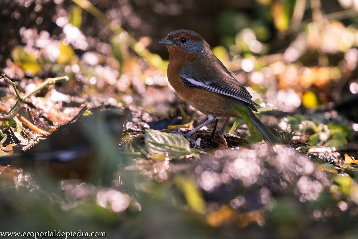 Rusty-browed Warbling Finch - ML627875904