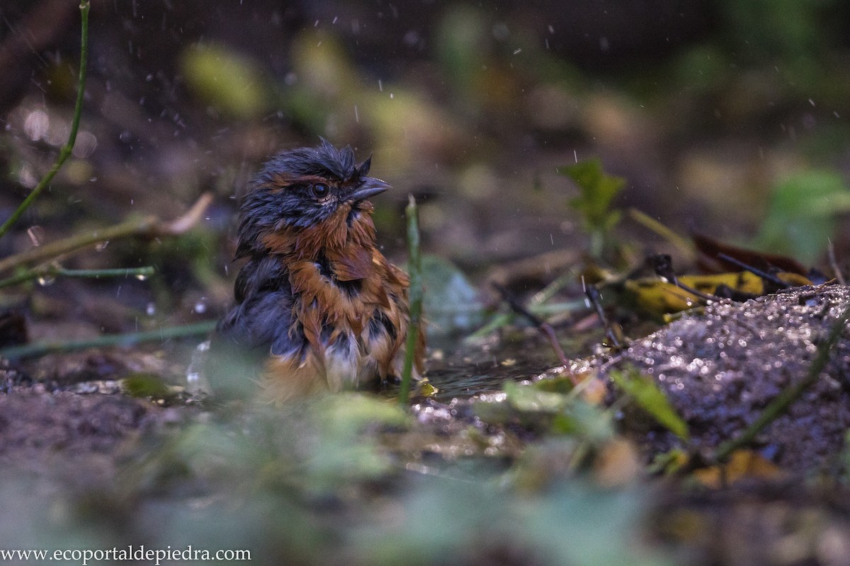 Rusty-browed Warbling Finch - ML627875905