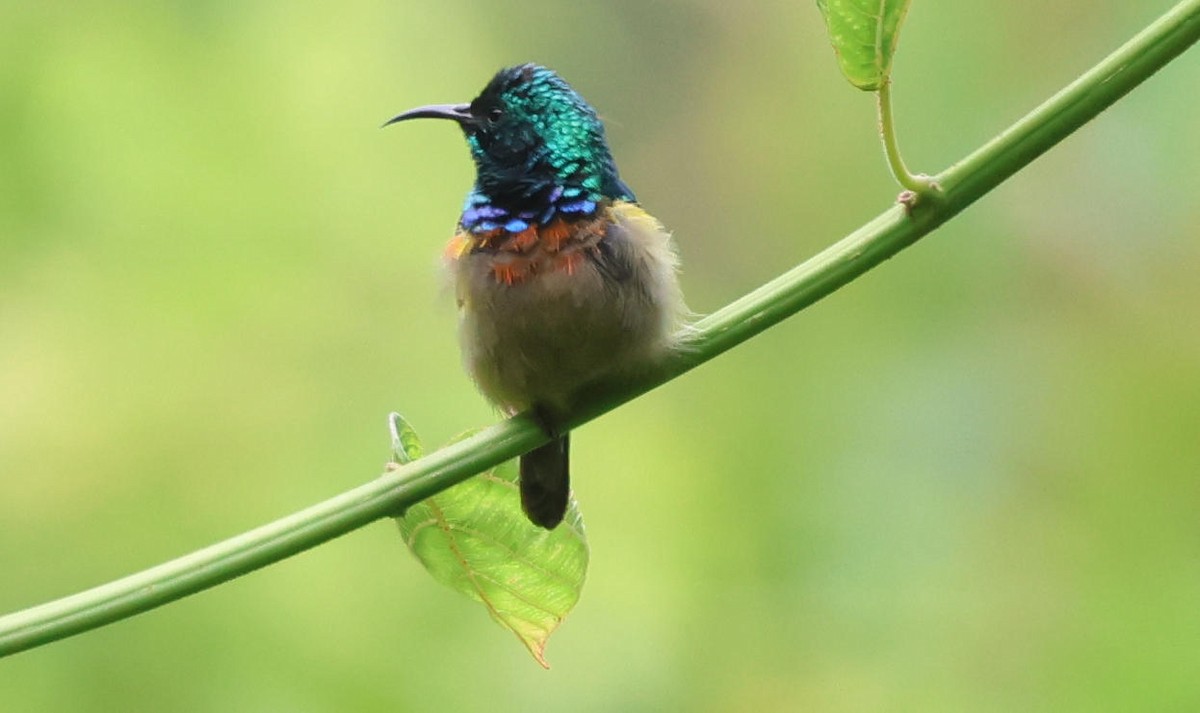 Eastern Double-collared Sunbird - ML627875932